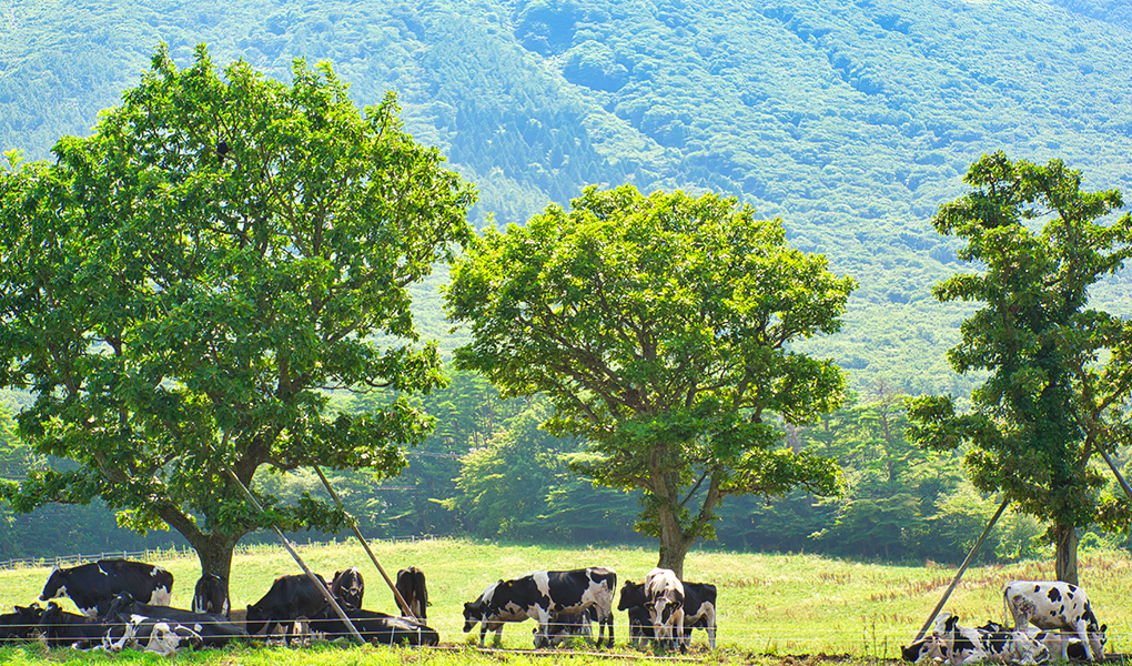 大山まきばみるくの里