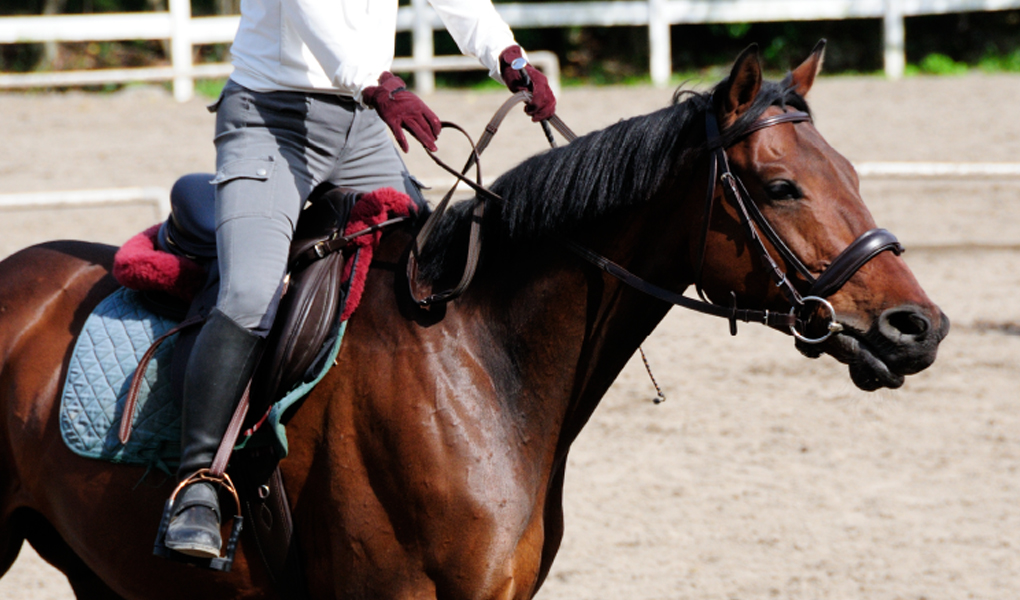 大山乗馬センター