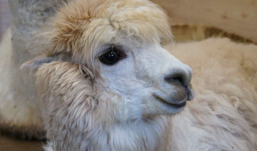 大山トム・ソーヤ牧場