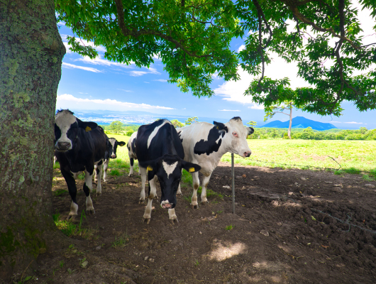 スノーシーズン